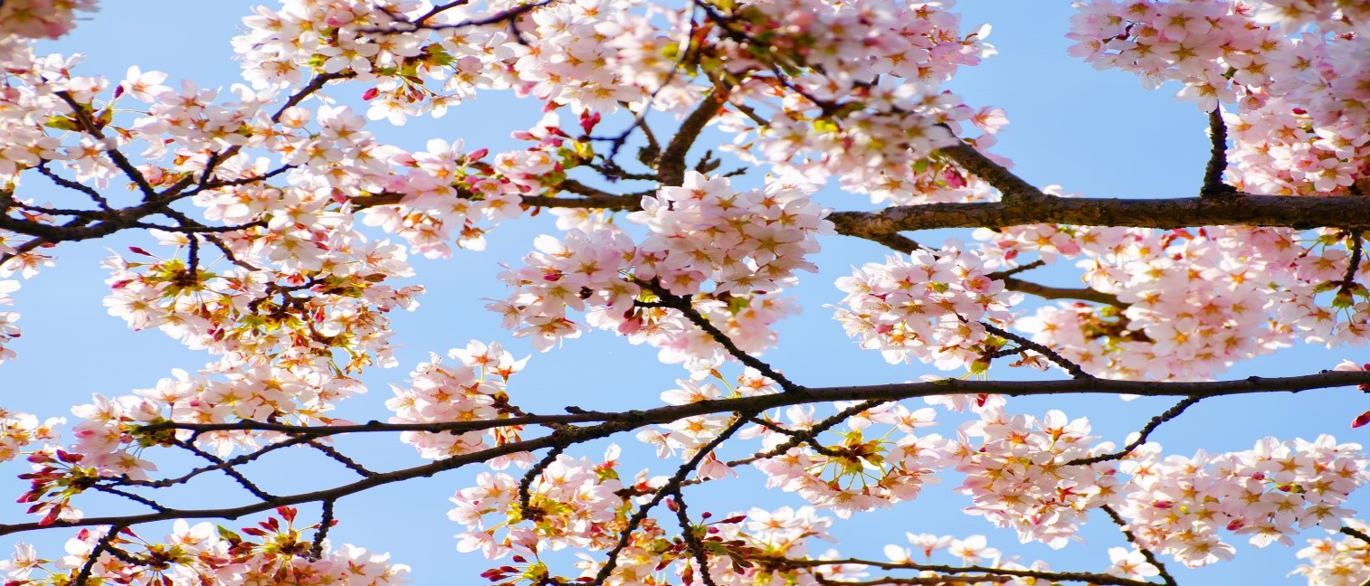 Spring Blossoms.jpg