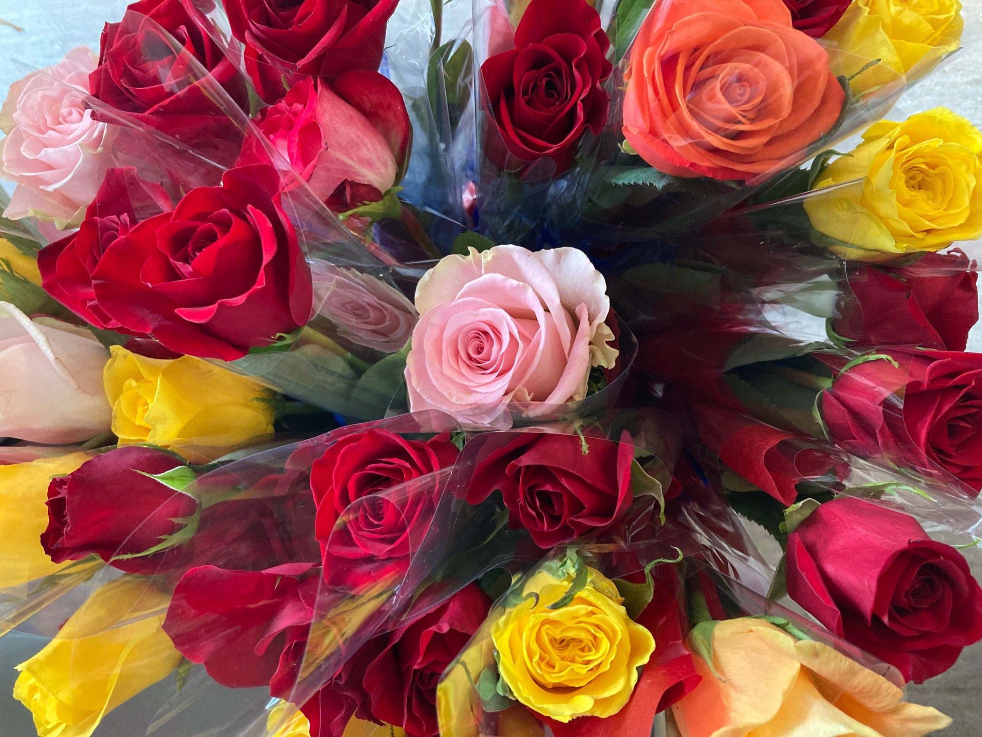 roses 1.jpg