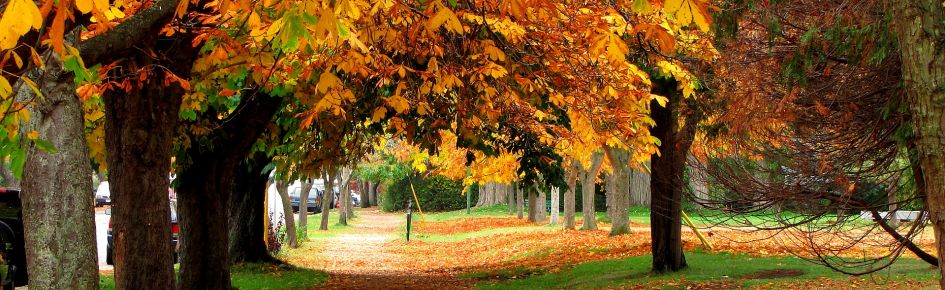 Beacon Hill Park