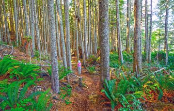 Adult female wearing bright pink top walks through trail in a forest large pine trees surround her Vancouver Island BC Canada.