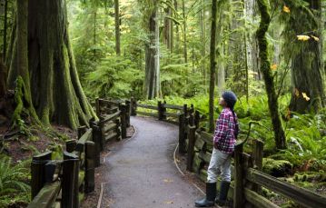Young female hiker in MacMillan Provincial Park near Port Alberni on Vancouver Island The park is home to a stand of ancient Douglas-fir known as Cathedral Grove
