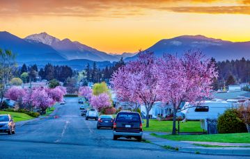 blossoming trees along sidewalks in residential district located in Port Alberni Vancouver Island British Columbia Canada at sunset