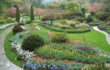Flower garden in bloom at springtime located in Butchart Gardens near Victoria on a rainy day.