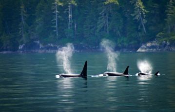 Three orca whales crest the ocean surface with forested shoreline in background